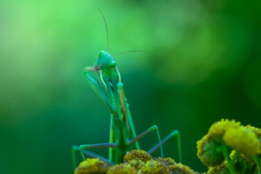 Peygamber devesi, çayırdaki çimlerin üzerinde oturan yeşil bir hayvan..