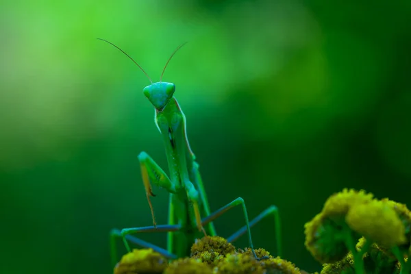 Mantis Mantis Religiosa Animal Verde Sentado Una Brizna Hierba Prado — Foto de Stock