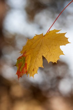 Batan güneşin ışığında bir ağacın yaprakları..