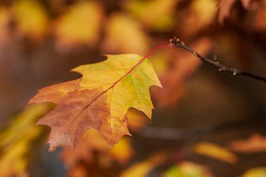 Batan güneşin ışığında bir ağacın yaprakları..