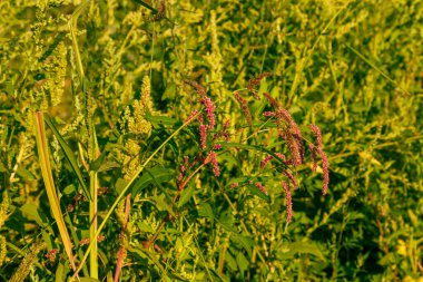 Yeşil bir tarlada küçük renkli çayır çiçekleri..