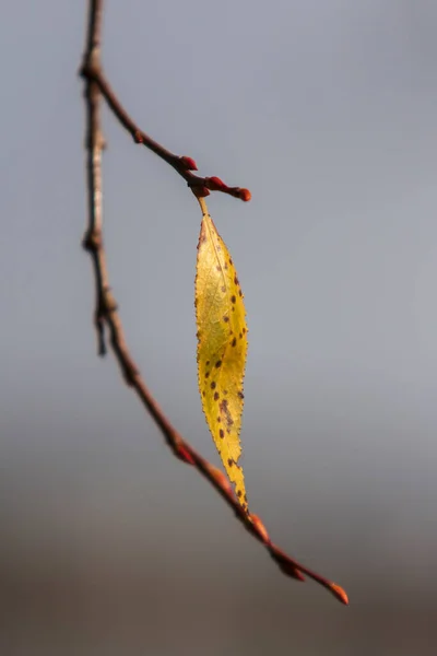 Листья Дерева Свете Заходящего Солнца — стоковое фото