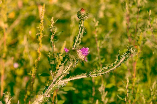 Fleurs Prairie Colorées Minuscules Sur Champ Vert — Photo