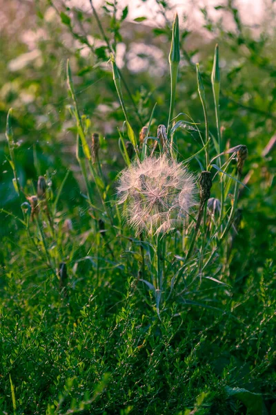 Yeşil Bir Tarlada Küçük Renkli Çayır Çiçekleri — Stok fotoğraf