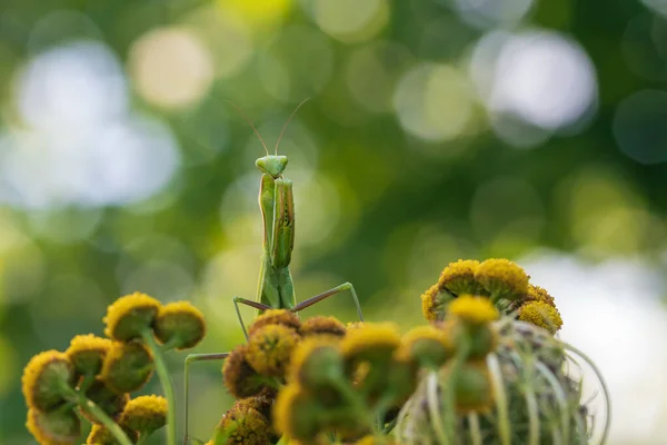 Mantis Mantis Religiosa Groen Dier Zittend Een Grassprietje Een Weiland — Stockfoto