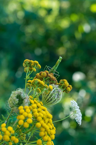 Mantis Mantis Religiosa Grönt Djur Sitter Ett Grässtrå Äng — Stockfoto