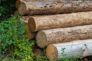 Kesilmiş ağaçlar ormanda yol kenarında katlanmış..