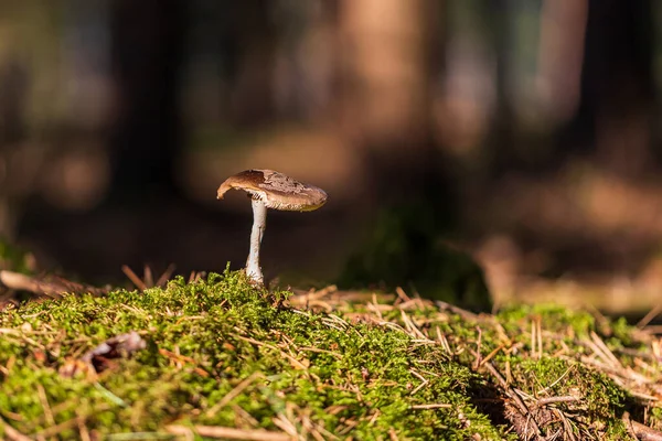 Inedible Bitten Fungus Moss Trees — Stock Photo, Image