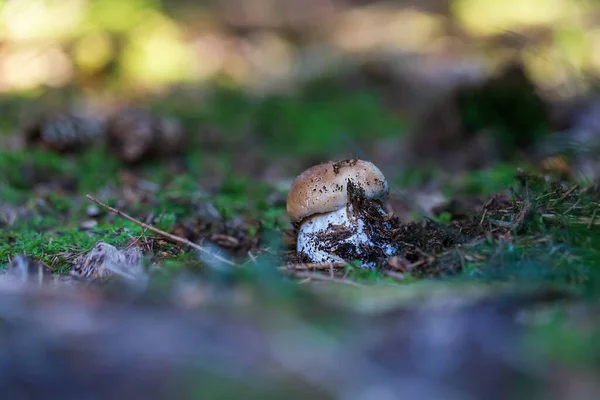 Boletus Edulis Edible Fungus Grows Trees Moss Boletus Has Brown — Stock Photo, Image