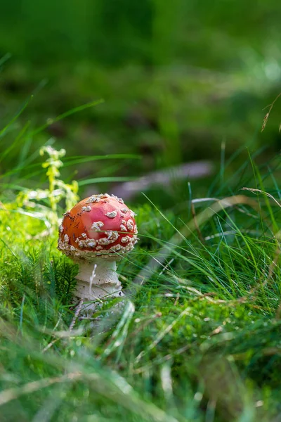 Poisonous Mushroom Red Toadstool Amanita Muscaria Growing Forest Green Grass — Stock Photo, Image