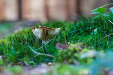 Orman mantarı ormandaki çimlerde yetişiyor. Kaburganın ayrıntıları şapkada görülebilir. Arka plan güzel bokeh..