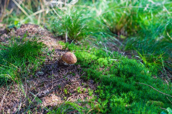 Boletus Edulis Ätlig Svamp Växer Bland Träden Mossan Boletus Har — Stockfoto