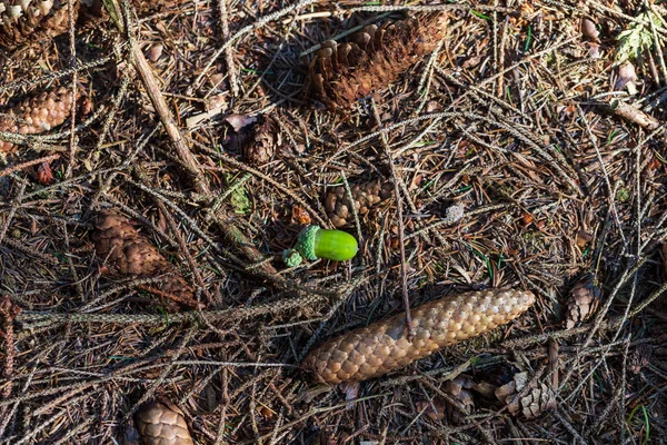 Green Acorn Cup Lies Woods Needles Next Acorn Pine Cone — Stock Photo, Image