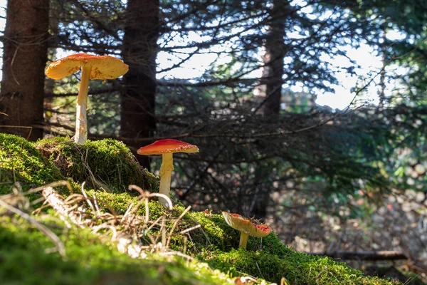 Poisonous Mushroom Red Toadstool Amanita Muscaria Growing Forest Green Grass — Stock Photo, Image