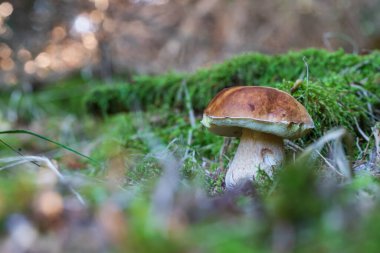 Boletus Edulis. Yosun içindeki ağaçların arasında yenilebilir bir mantar yetişiyor. Boletusun kahverengi bir kafası ve beyaz bir bacağı vardır..
