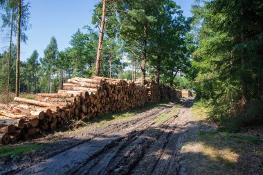 Kuru ağaçların kabuk böcekleri tarafından istila edildiği kozalaklı orman. Gökyüzü mavi. Yol çamurlu.