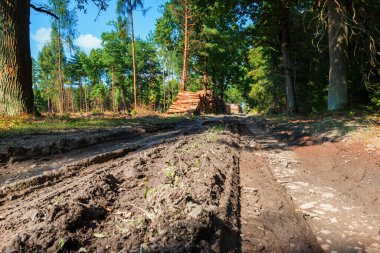 Kuru ağaçların kabuk böcekleri tarafından istila edildiği kozalaklı orman. Gökyüzü mavi. Yol çamurlu.