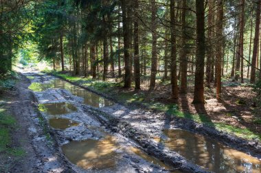 Ağaçların arasındaki orman toprak yolu. Yolda çamur ve su birikintileri var..