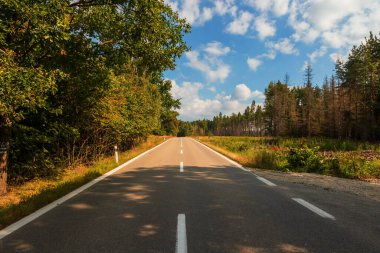 Asfalt yol ormandan geçiyor. Arka planda beyaz bulutlu mavi bir gökyüzü var..