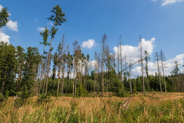 Hutan Konifer Mana Pohon Pohon Kering Penuh Dengan Kumbang Kulit — Stok Foto