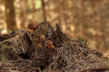 Ormanda yenilebilir mantarlar. Boletusun kahverengi bir şapkası var..