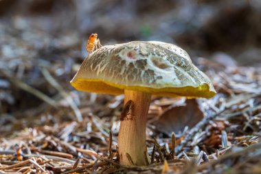 Ormanda yenilebilir mantarlar. Boletusun kahverengi bir şapkası var..