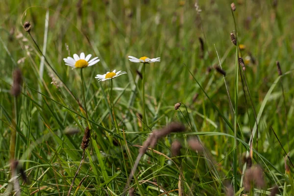 デイジー 牧草地で草の中に黄色い中心が成長する白い花 — ストック写真