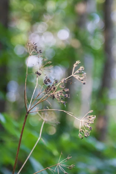 Stjälk Vilt Gräs Ängen Fin Bokeh Bakgrund — Stockfoto