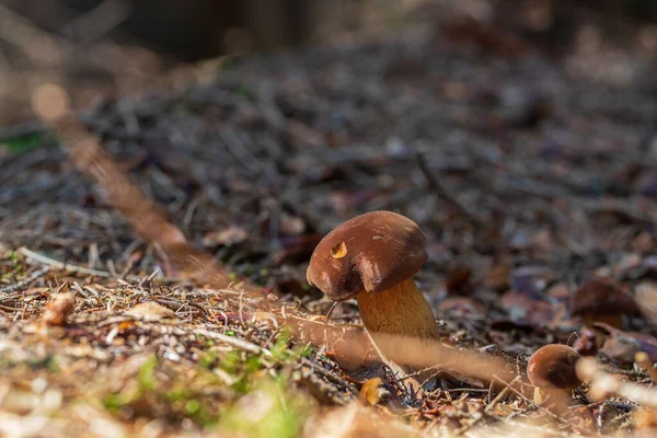 Edible Mushrooms Forest Boletus Has Brown Hat — Stock Photo, Image