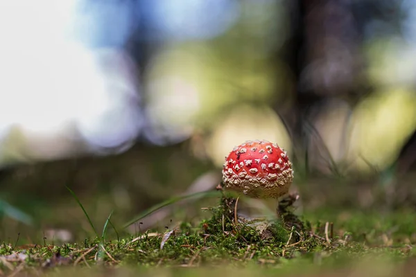 Cogumelo Venenoso Toadstool Vermelho Amanita Muscaria Crescendo Floresta Grama Verde — Fotografia de Stock