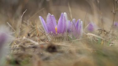 Pulsatilla grandis - Güzel pasquflalower güzel mor çiçek Sabah ışığında rüzgarda. Çiçeğin üzerinde sabah çiği damlaları var. Çek Cumhuriyeti Brno 'daki Stone Hill' de vahşi yaşam fotoğrafı