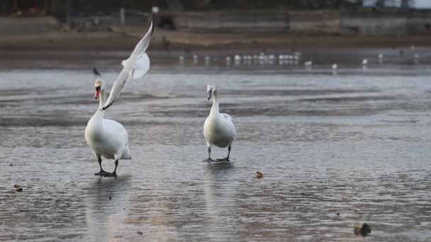 Cisne Grande Cygnus Olor Dos Caminar Sobre Hielo Una Presa — Vídeo de stock