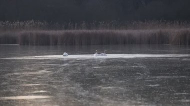 Üç Kuğu - donmuş bir gölette Cygnus geceleri uyutulur. Akşamki gecikme