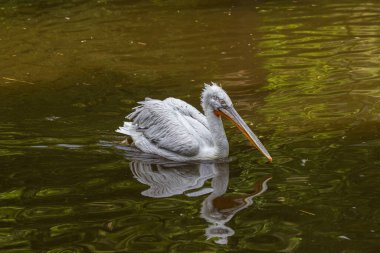 Büyük su kuşu Pelikan - Pelecanus. Güzel bir fotograf..