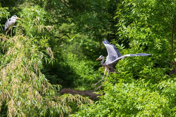Gray Heron Ardea Cinerea Standing Tree Branch Pond — Stock Photo, Image