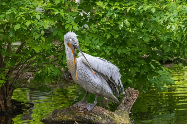 Gran Pájaro Acuático Pelican Pelecanus Foto Con Buen Bokeh — Foto de Stock