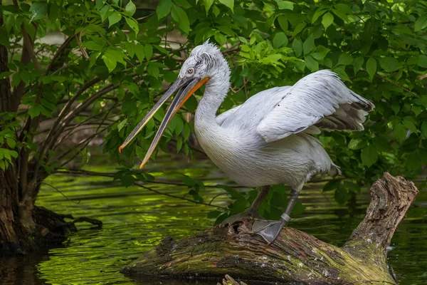 Great Water Bird Pelican Pelecanus Photo Nice Bokeh — Stock Photo, Image