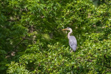 Gri balıkçıl - Ardea Cinerea Bir ağaç dalında duruyor Göletin kenarında.