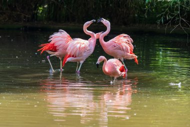Pembe Flamingo - Phoenicopteriformes gölet suyunda duruyor, kafası suyun içinde ve yiyecek arıyor. Görüntüsü suya yansıyor..