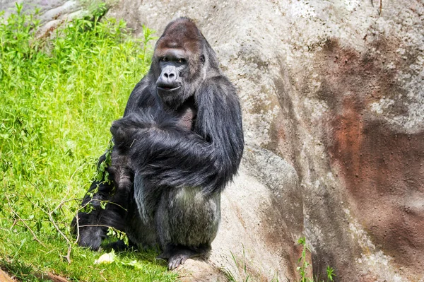Gorila Retrato Macho Adulto Naturaleza — Foto de Stock