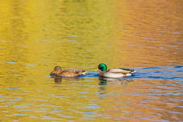 Male Female Ducks Swim Water Pond Setting Sun — Stock Photo, Image