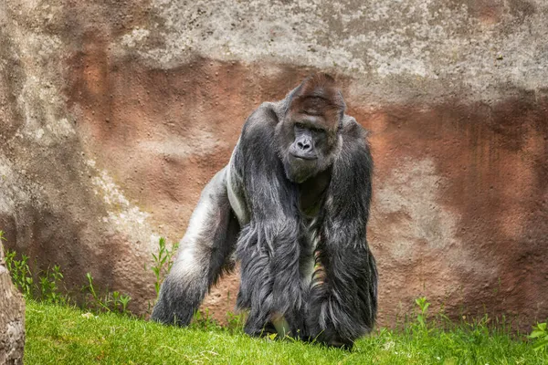 Gorila Retrato Macho Adulto Naturaleza — Foto de Stock