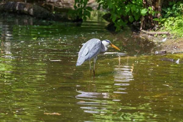 Graureiher Ardea Cinerea Steht Auf Einem Ast Teich — Stockfoto