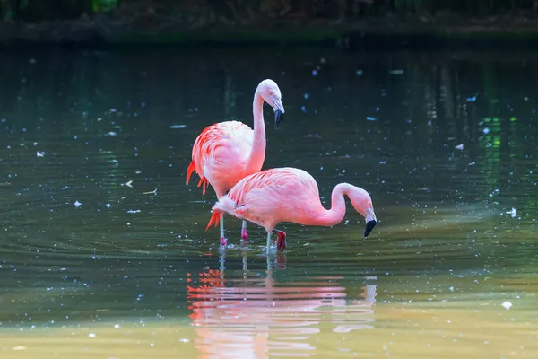 Pink Felingo Финикоформы Стоят Прудовой Воде Имеют Голову Воде Рвутся — стоковое фото