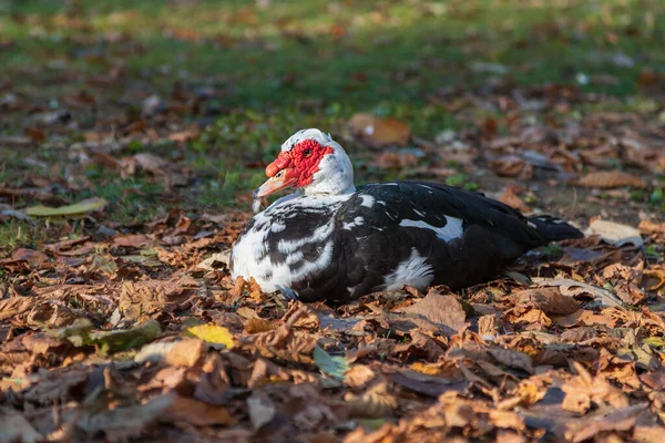 Černá Bílá Kachna Červeným Okrajem Kachna Zeleném Poli — Stock fotografie
