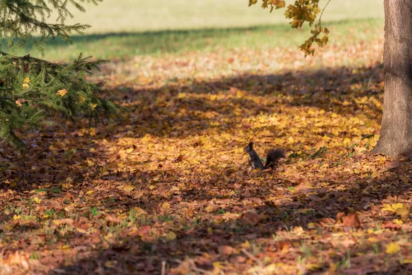 Μικρή Brown Sciurus Vulgaris Σκίουρος Ένα Δέντρο Και Λιβάδι Στον — Φωτογραφία Αρχείου