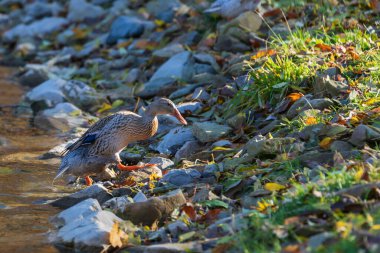 Erkek ve dişi ördekler batan güneşin altında gölette yüzerler..