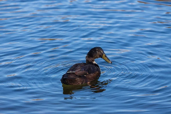 Male Female Ducks Swim Water Pond Setting Sun — Stock Photo, Image