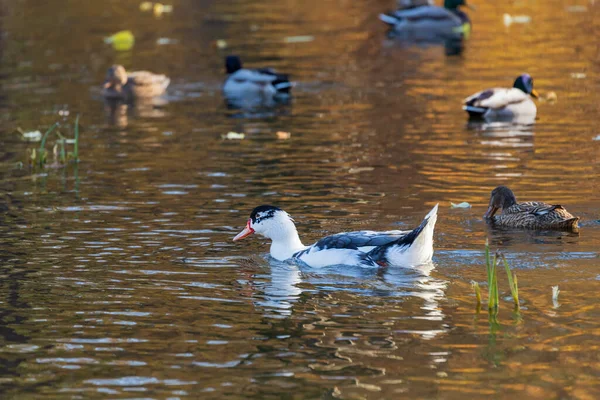 Männliche Und Weibliche Enten Schwimmen Wasser Auf Einem Teich Der — Stockfoto