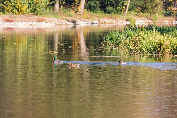 Erkek Dişi Ördekler Batan Güneşin Altında Gölette Yüzerler — Stok fotoğraf